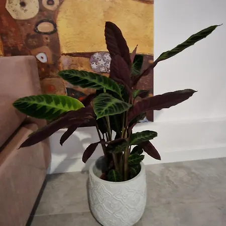 Juwel 47 Z Widokiem Na Wawel